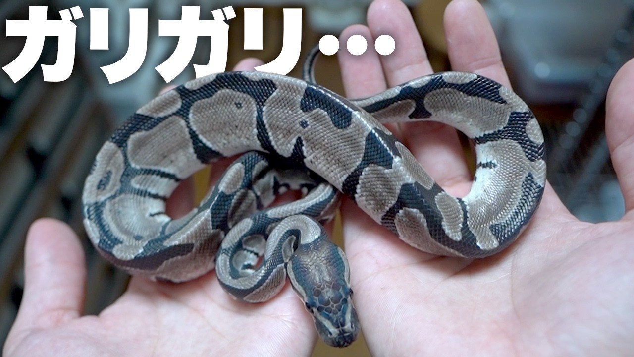 餌をもらえず痩せ細った蛇を助けます