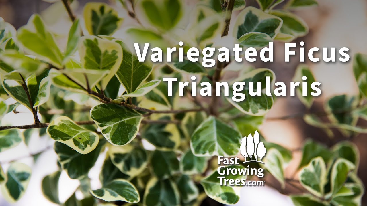 Variegated Ficus Triangularis YouTube Video Banner