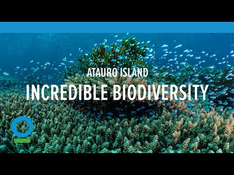 Vídeo: Atauro Island Possui As águas Com Mais Biodiversidade Do Mundo E Quase Ninguém Sabe Que Ela Existe - Rede Matador