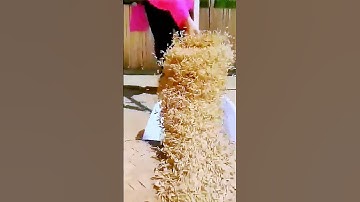 The process of harvesting rice = good methods and tools can improve efficiency