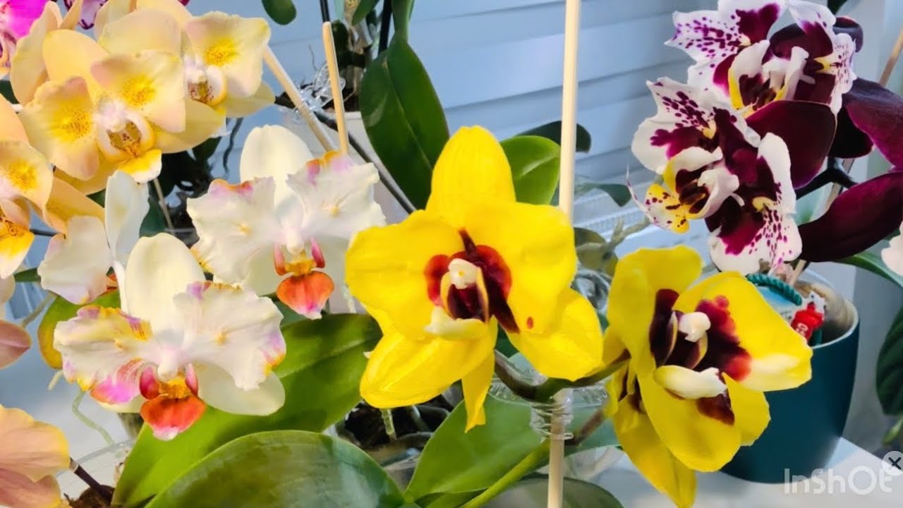 Расцветают подростки орхидей от Son Ya,Miki & NCK. Phal.Moon Lake, Dracula, Warden Sphinx