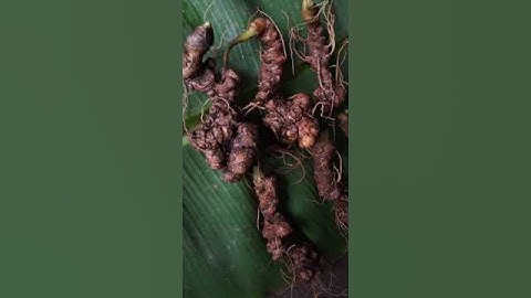 #sâm_ngọc_linh_rừng Xuống núi 290gam sâm rừng già tự nhiên