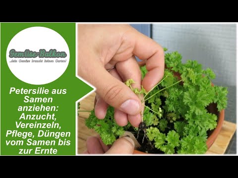 Video: Anbau von Petersiliensamen: Wie kann Petersilie aus Samen gezogen werden