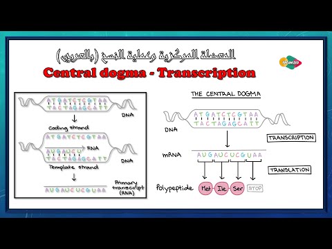 فيديو: ما هي العقيدة المركزية لتخليق البروتين؟