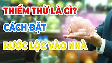 Thiềm Thừ Là Gì? Đặt Cóc Thiềm Thừ Đúng Chuẩn Để Rước Tài Lộc Vào Nhà