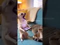 #funny #viral #tranding #explorepage
