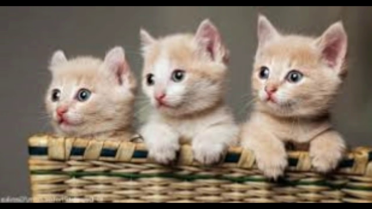 Wow Ini Dia 13 Ras Kucing Paling Lucu Dan Imut Sedunia Youtube