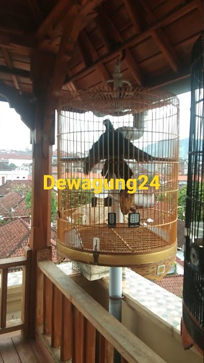 Gerombolan Tuwu Lokal Gacor
