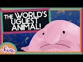 Blobfish: The World's Ugliest Animal | Biology for Kids | SciShow Kids