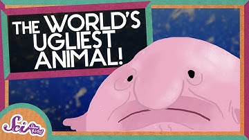 Blobfish: The World