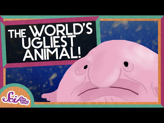 All About the Blobfish: The World's Ugliest Fish - Gage Beasley Wildlife