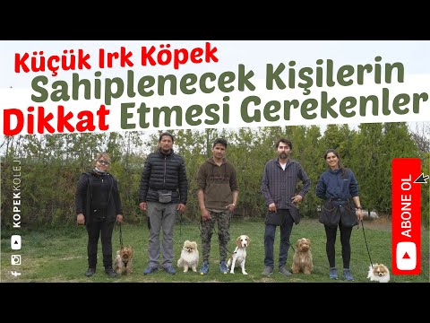 Video: Küçük cins köpek sahipleri için lazımlık eğitimi önerileri