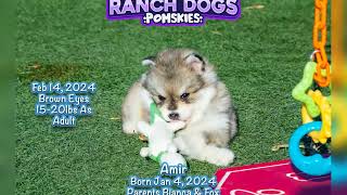 The last of Bianca's mini husky puppies ❤️ #fluffydog #huskymixpuppy #weeklyfluff #dogreels #pomsky by Maine Aim Ranch Dogs 106 views 2 months ago 46 seconds