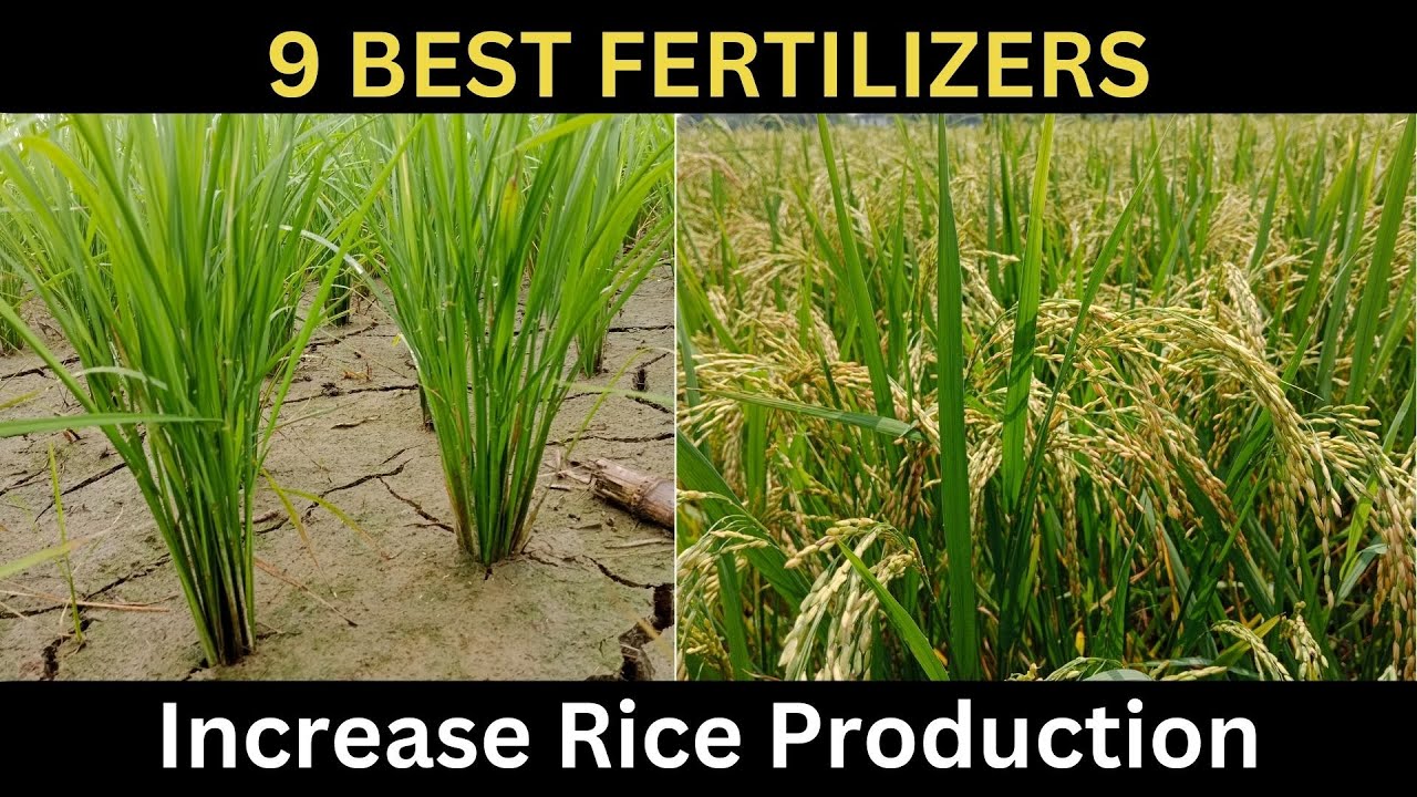 Increase Rice Increase Rice Yield. Rice fertilizer requirement. - YouTube