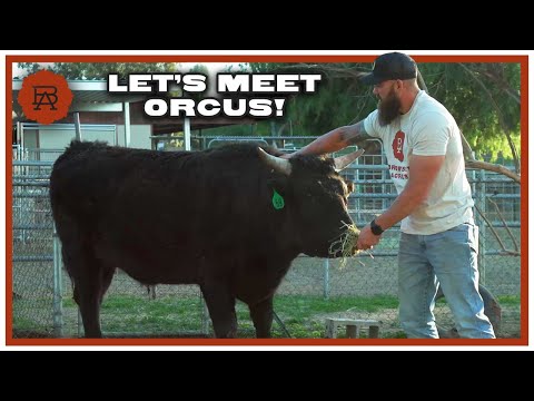 Meet Orcus the Steer | Browsey Acres