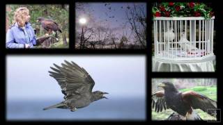 Birdology