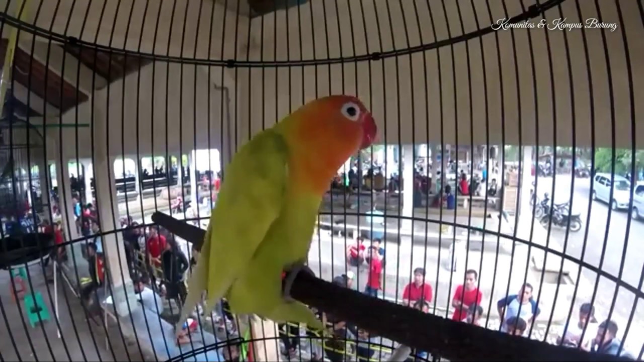 Lovebird Harga 500 Juta Ngekek Panjang Banget Youtube