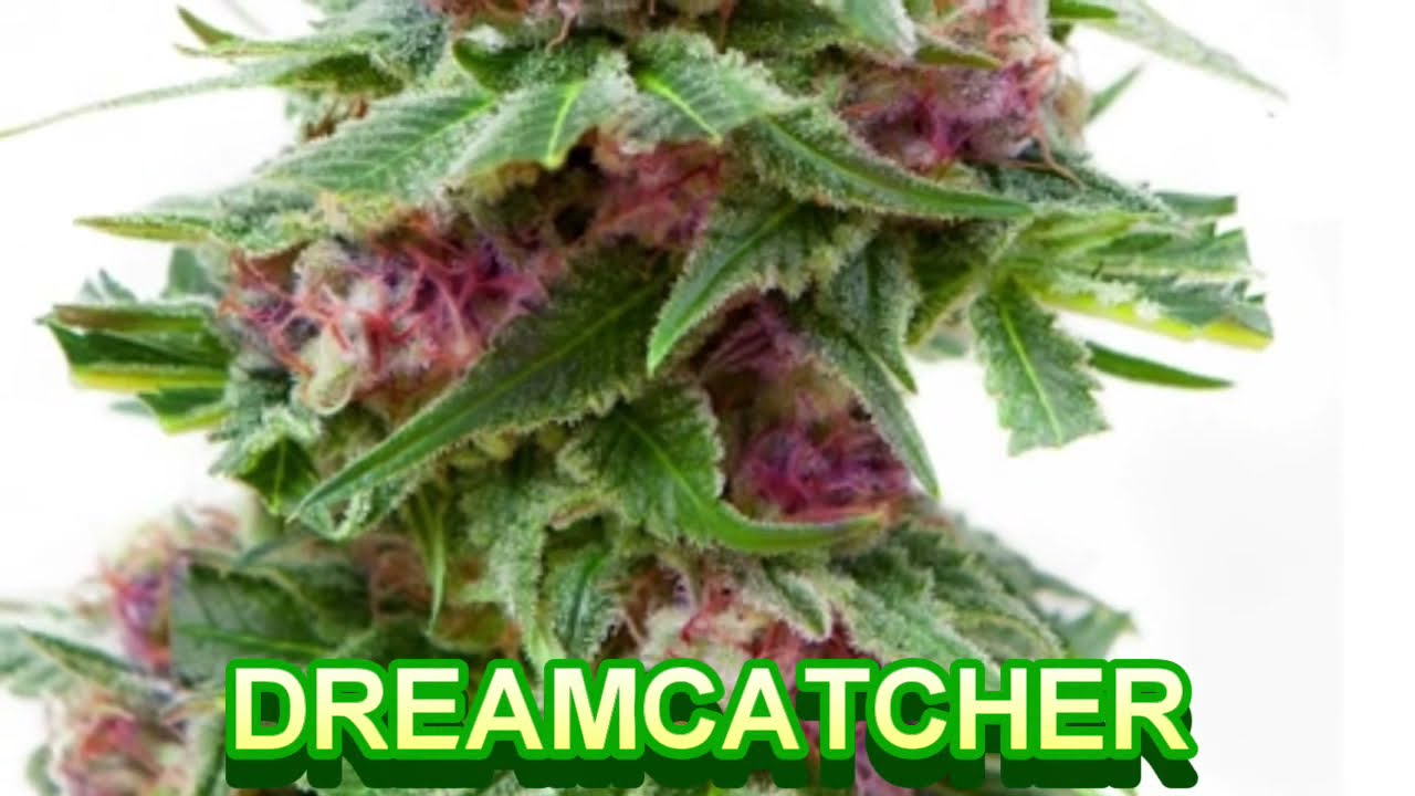 British Columbia Seed Company - Cannabis Strain Series #18 - STRAIN TV