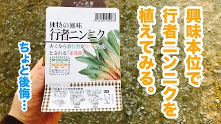 動画で家庭菜園 衝動買い 行者にんにくのプランター栽培 今日の作業状況etc 19 3 8 Youtube