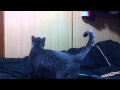 猫動画 青いイナズマで遊ぼう Cat videos Let's play with blue Thunder