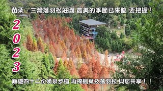 2023苗栗‧三灣落羽松莊園 最美的季節已來臨 要把握 順遊四十二份湧泉步道 再探楓葉及落羽松 與您共享！！