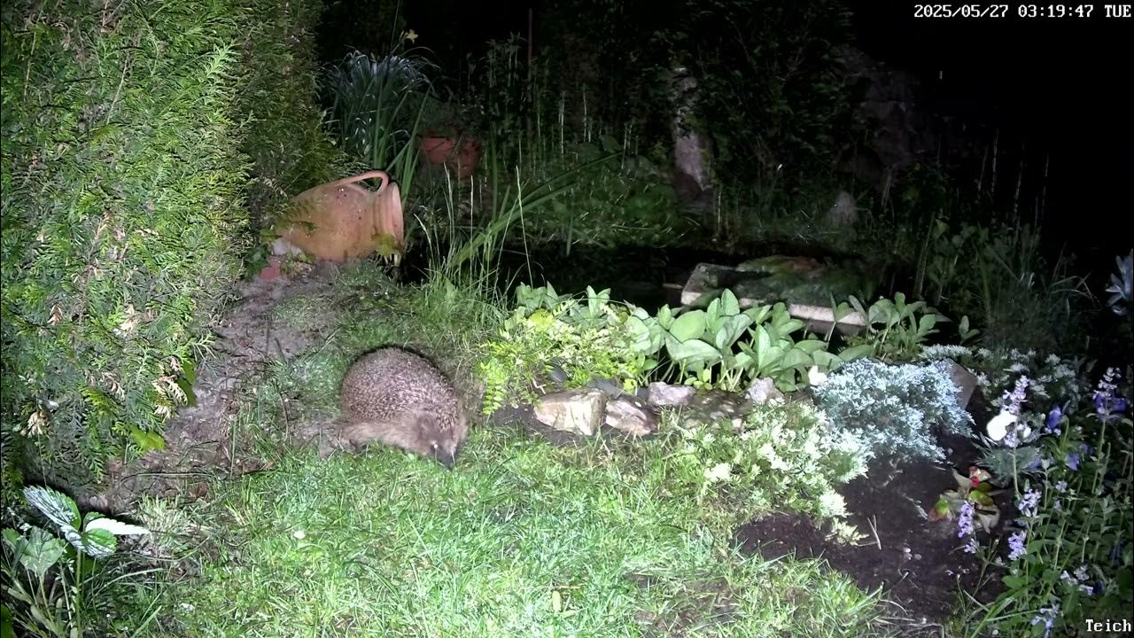 ab 01 20 Fuchs und Igel am Teich YouTube