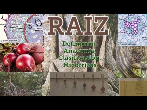 Video: ¿Qué significa el ólogo raíz?