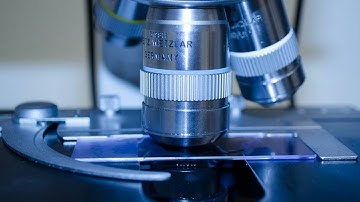 Simple and cheap method to mount the honey pollen sediments on a microscope slide