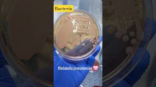 Bacteria 🦠 #microbiology #shorts