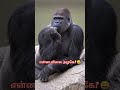என்ன விலை அழகே? 😄 | #gorilla #thinking #beautiful