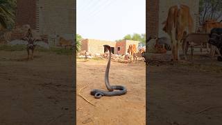 indian village snake in india|| Snake charming| Rat snake