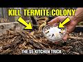 Kill An ENTIRE Termite Colony With This $5 Kitchen Item — The Trick Pest Companies HATE You Know