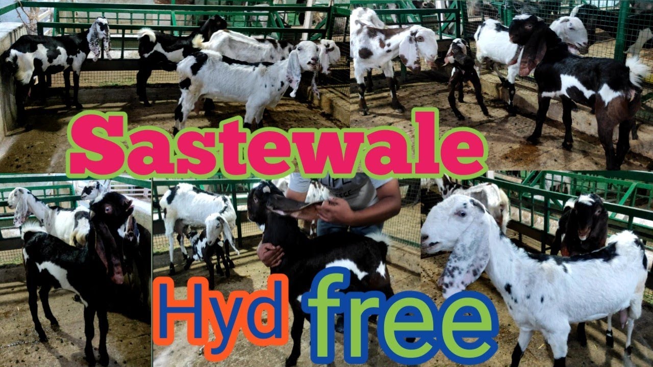 8125197808 Bumper offer Hyderabadi collection hyderabad Dairy farm