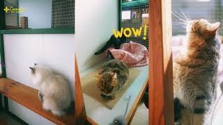 Royal Cat Boarding with Camelot Pet Resort