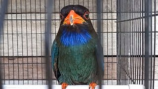 Masteran burung TENGKEK BUTO gacor - Cocok untuk isian Burung lomba