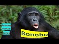 Bonobo  facts 🦍 pygmy chimpanzee 🦧 From Congo 🦧 what&rsquo;s an ape 🦍