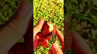 Salak Fruit Peeled With Knife To Expose Flesh