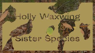 Holly Waxwing - Sister Species (Official Visualiser)