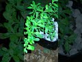 Mints For Sale - Blumora Sprouts