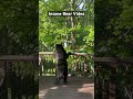 Insane Bear Video So Close LOOK