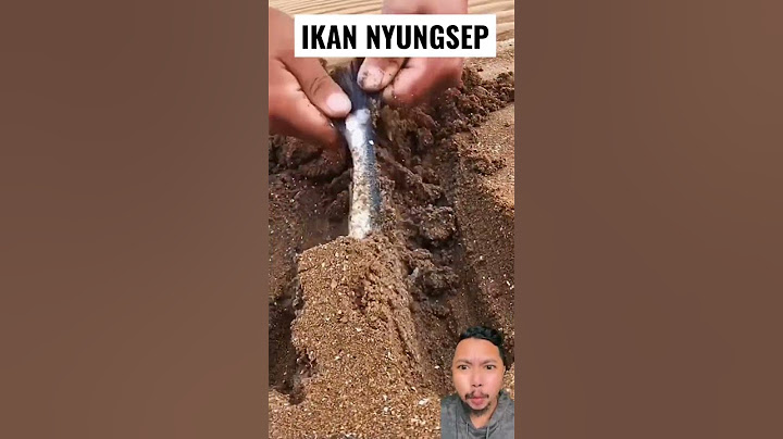 TELAH DITEMUKAN IKAN NYUNGSEP DALAM PASIR #shorts #reaction