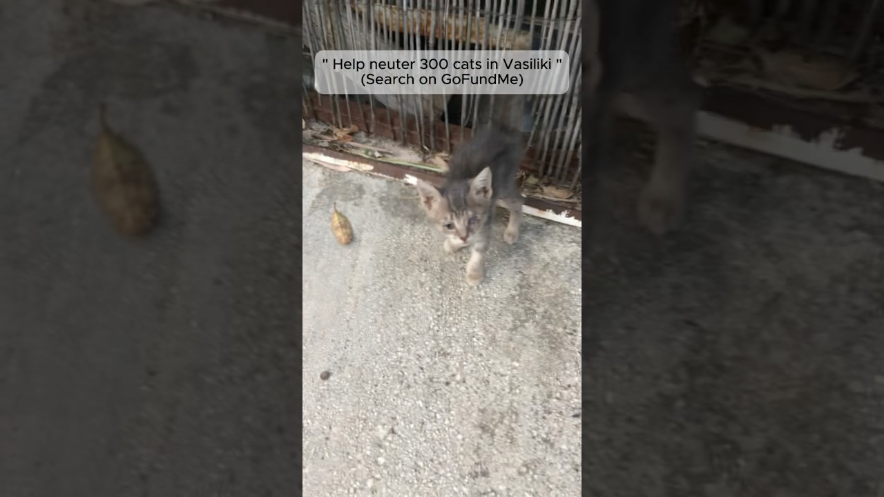 https://gofund.me/12b55e353 #lefkada #babyanimal #catshorts #kitten  #cat