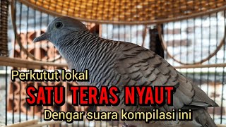 PASTI NYAUT ❗ perkutut lokal gacor AHLINYA BIKIN kutut lokal SATU TERAS NYAUT