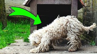 The WORST DOG Condition I've EVER Seen *Full of Ticks*