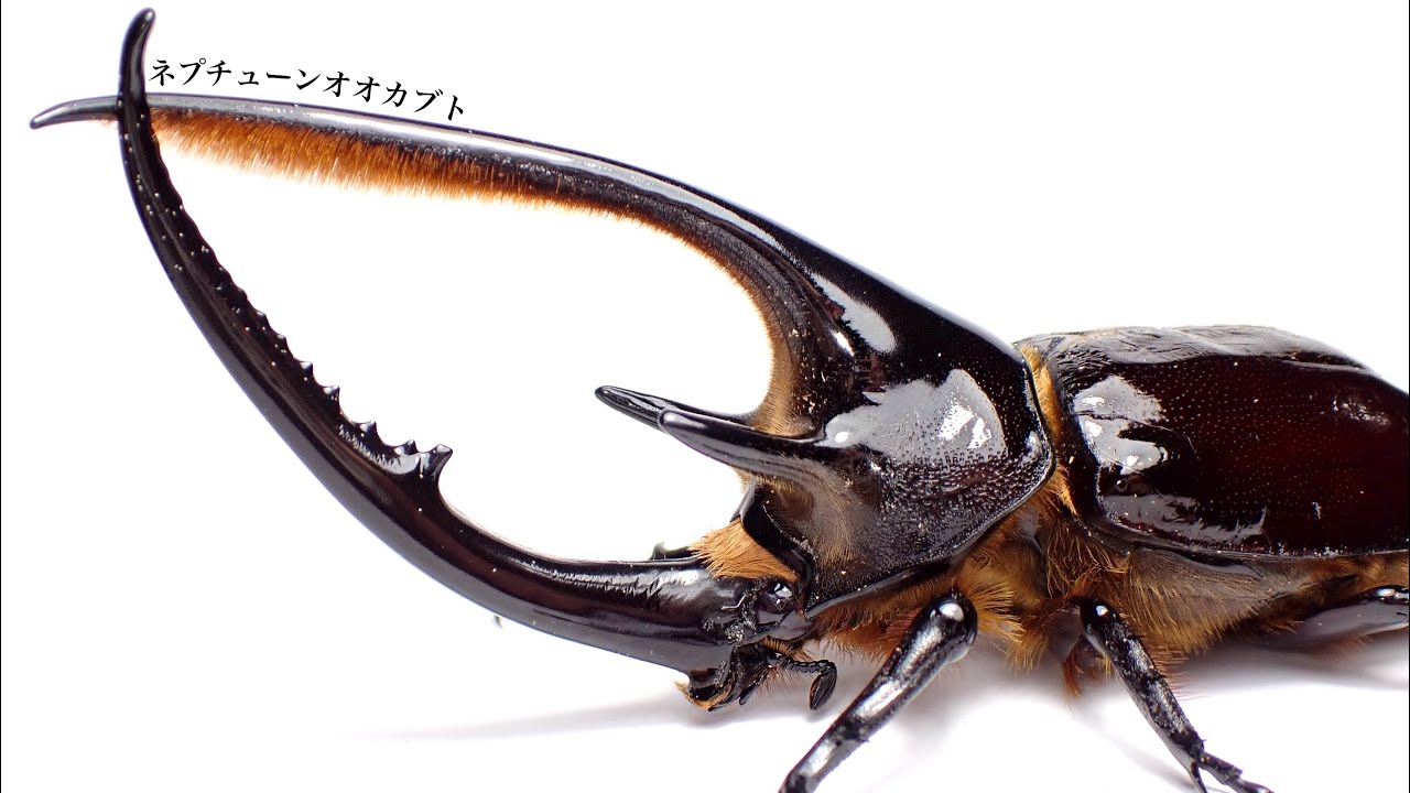 昆虫用品 南米カブトムシ2種の標本セット（ヘラクレス、ネプチューン）