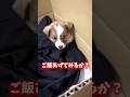 【感動】道路を走行中に保護した子犬を家に連れて帰った#shorts #こてもみ日記