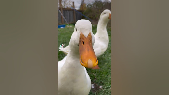 pekin ducks