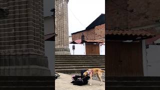 BMX DOG TO THE RESCUE - JULIAN MOLINA - GT