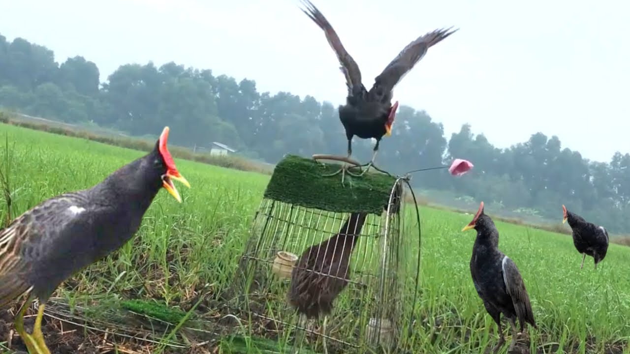Unbelievable Bird Trap Technique You’ve Never Seen Before! #The_Bird_Kingdom