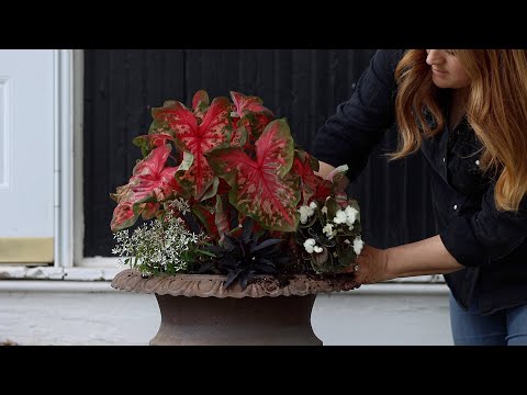 Video: Verandaväxter för skugga: Välja skuggaväxter för verandan
